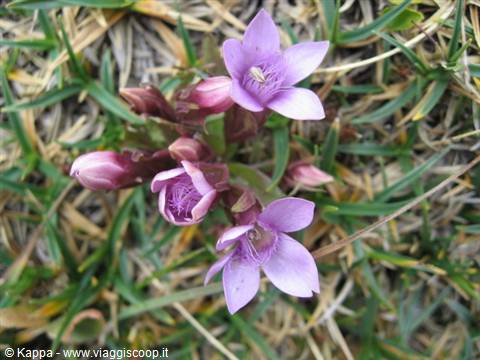 Violette