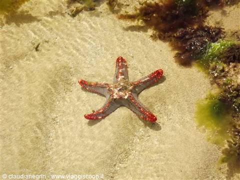 Malindi - Reef