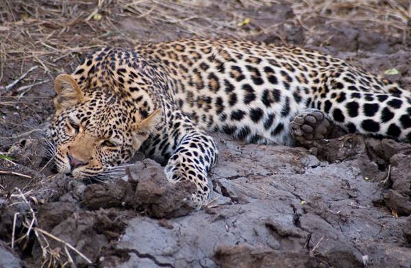 LEOPARDO IN RISERVA VICINO KRUGER