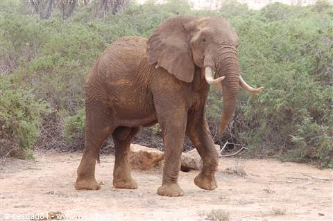 Elephant - Amboseli