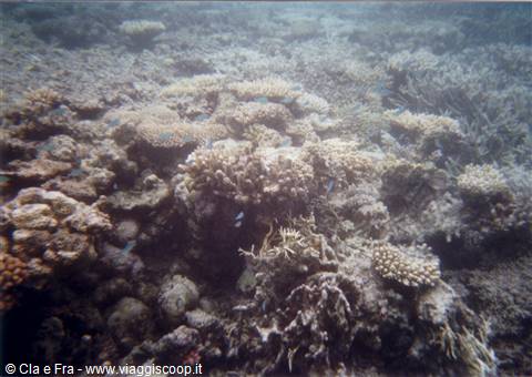 barriera corallina