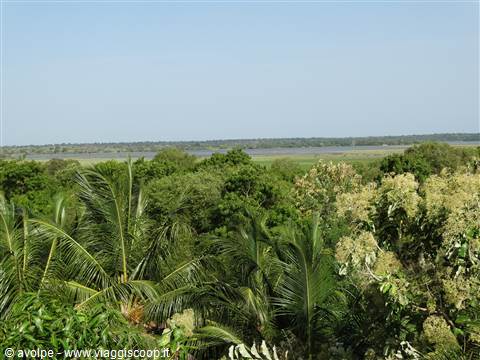 Giungla