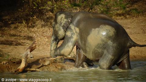 Safari a Yala