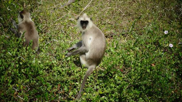 Safari a Yala