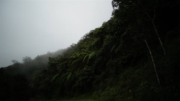 Giungla