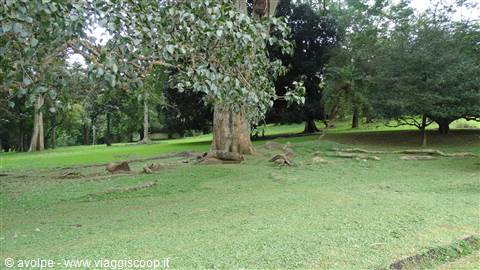 Kandy, orto botanico