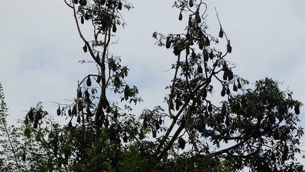 Kandy, orto botanico