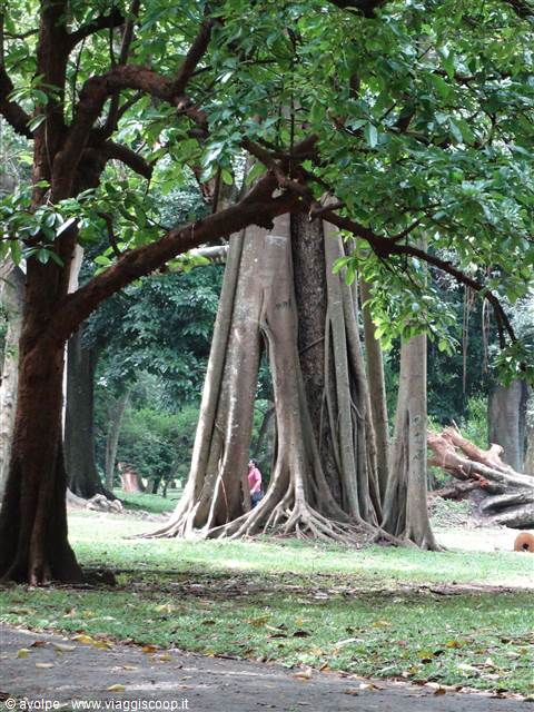 Kandy, orto botanico