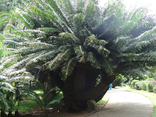 Kandy, orto botanico
