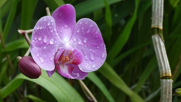 Kandy, orto botanico