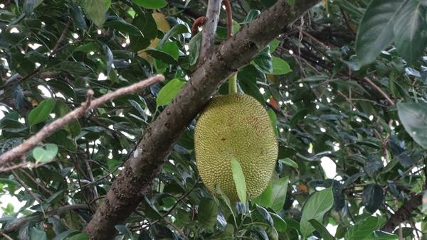 Frutta