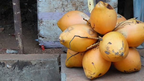 Frutta, il cocco reale