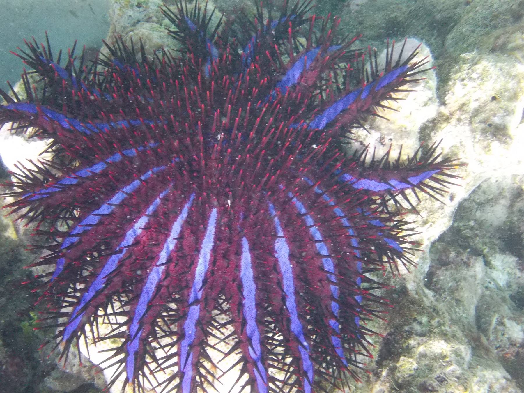 Stella marina corona di spine viola e rossa su corallo sott'acqua
