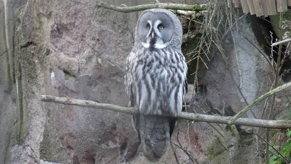 Skansen