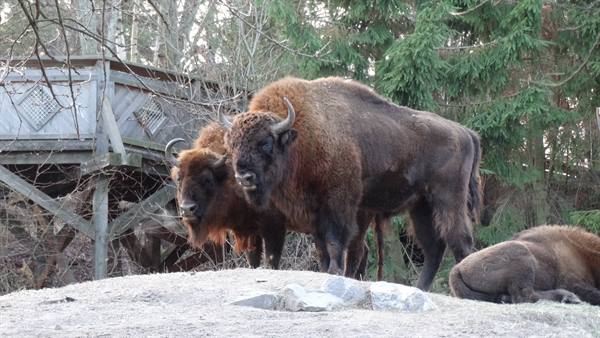 Skansen