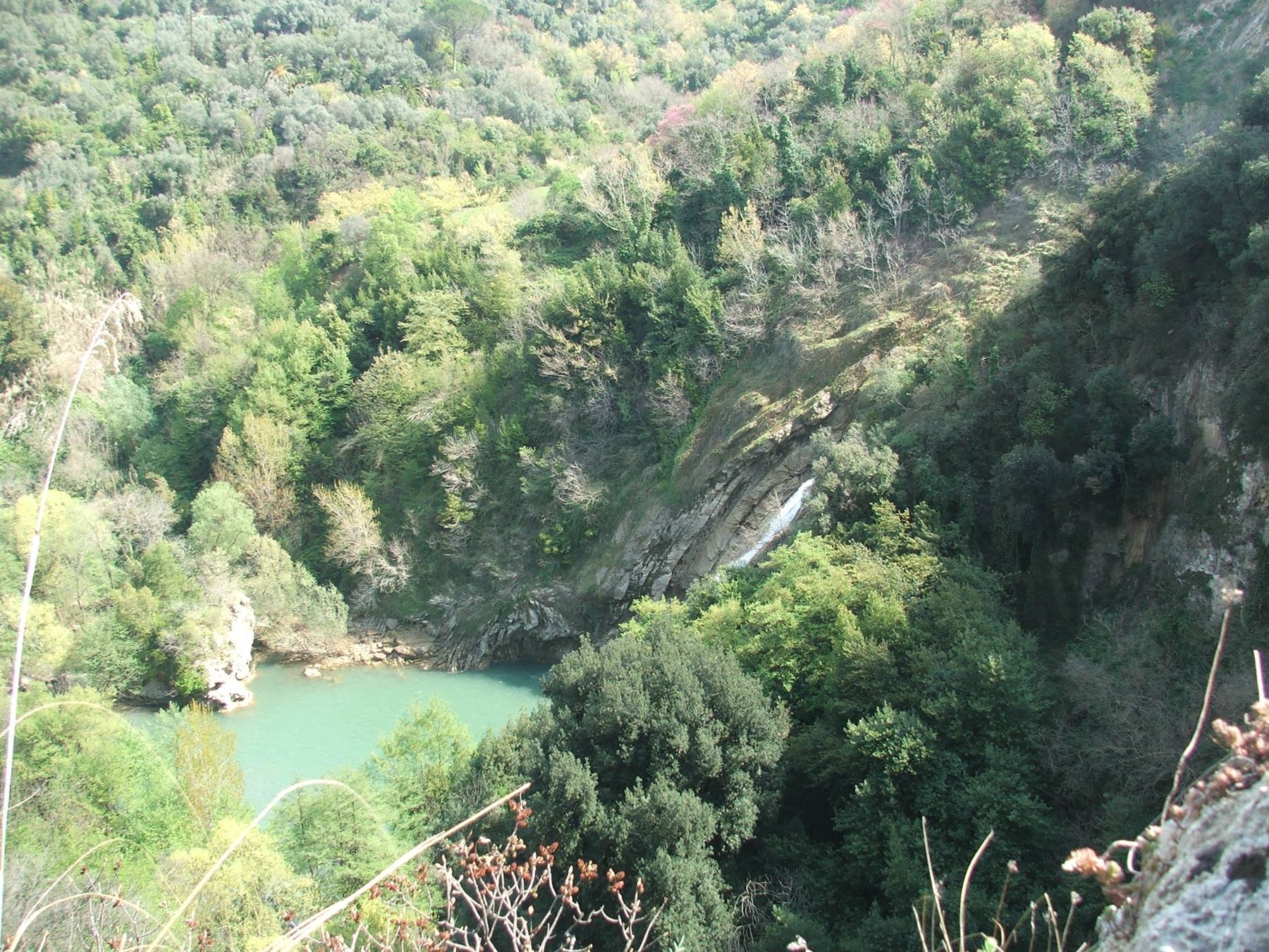 foto di avolpe