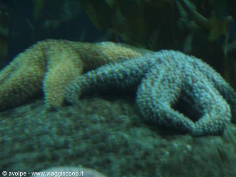 Oceanografìc