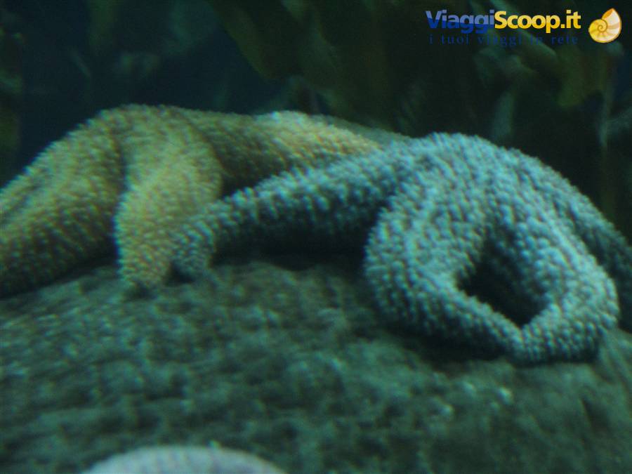 Oceanografìc