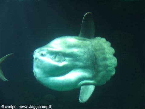 Oceanografìc, pesce luna