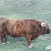 bull REGNO UNITO 