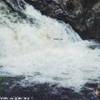 Falls of Shin,salmoni che risalgono la corrente REGNO UNITO 
