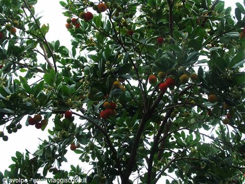 Ciliegie d'inverno:i corbezzoli !