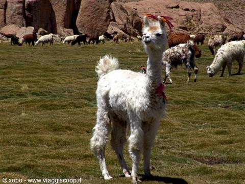 tra bolivia e peru 1°