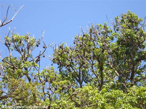 Sidney: pipistrelli al Royal Botanic Garden