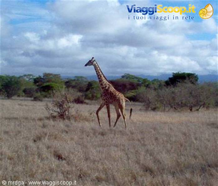 Giraffa al Lualenyi