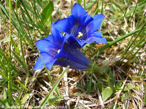 Genziana