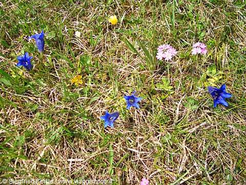 Fiori di primavera