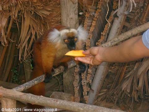 Lemuro