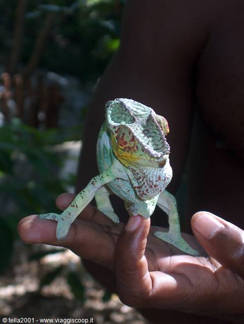Camaleonte
