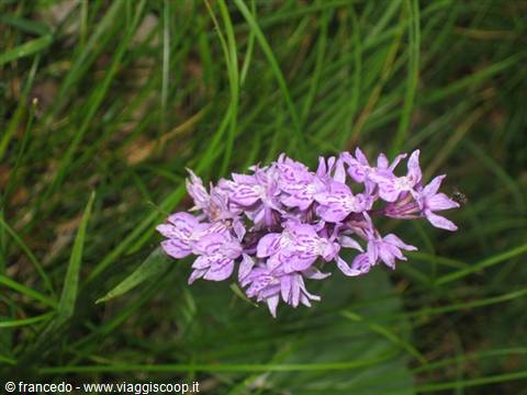orchidea selvaggia - Piccole Dolomiti