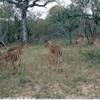  SUD AFRICA 