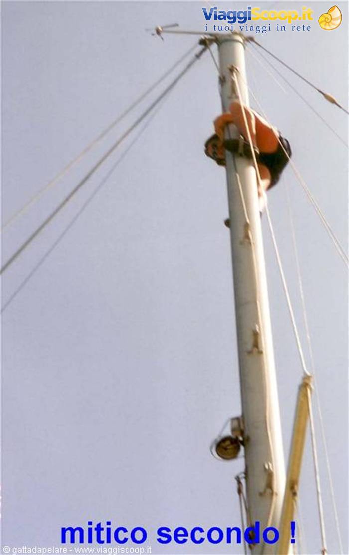 foto di gattadapelare