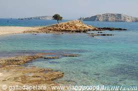Ancora Monodendri