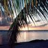 Rangiroa - Agosto 2000 - Tramonto con palma POLINESIA FRANCESE 