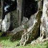 albero piede d'elefante giardino botanico a kandy SRI LANKA 