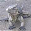 iguana CUBA 
