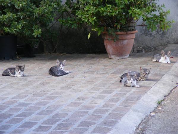 la quiete dei gattini pian d'assino