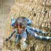 GRANCHIO DELLA PALMA DA COCCO POLINESIA FRANCESE 