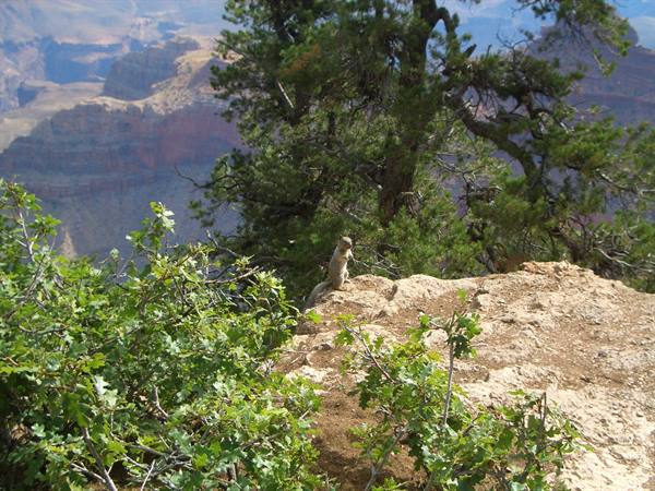 SCOIATTOLO AL GRAND CANYON
