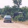  SUD AFRICA 