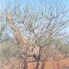  SUD AFRICA 