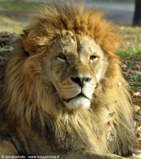 Safari park Pombia