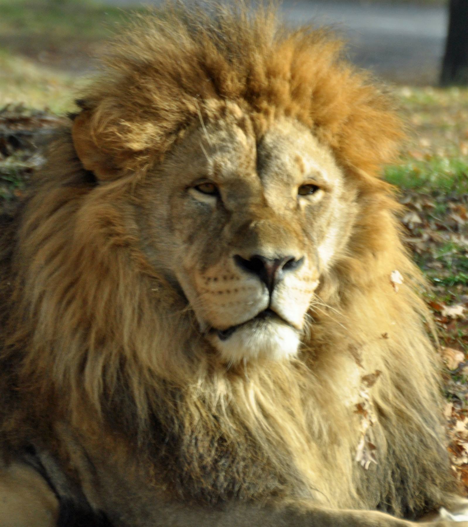 Safari park Pombia