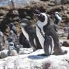 Pinguini a Betty's Bay SUD AFRICA 