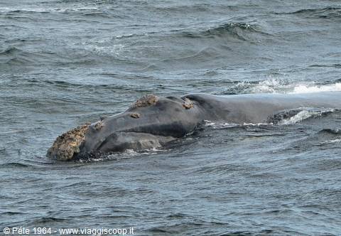 Balena ad Hermanus