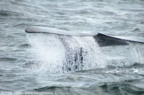 Balena ad Hermanus